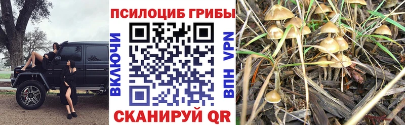 Псилоцибиновые грибы Cubensis  Прохладный 